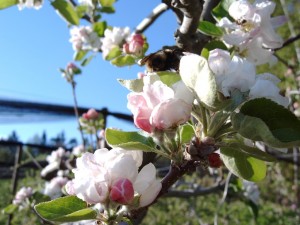 Apfelblüte - Ferienhaus Binder